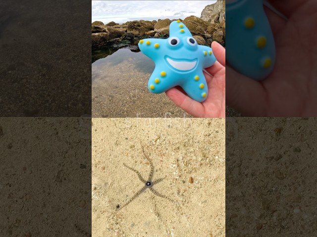 Rock Pool Learning | Sea Animal Names for Kids: Starfish Jellyfish Lobster Cuttlefish Eagle Ray
