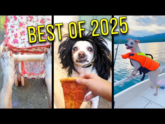 Baxter’s Funniest Moments of 2025 🤣🐶 (Best Shorts Compilation)