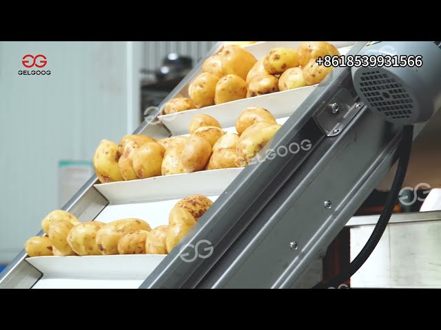 Potato Washing And Peeling Machine