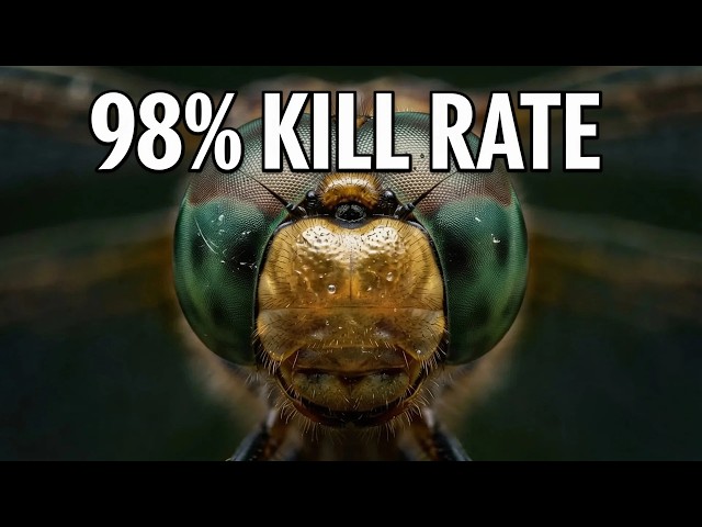 How Dragonflies Accidentally Became the Deadliest Predator on Earth