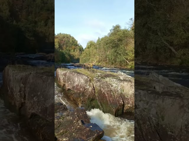 Flowing River Sounds ASMR | Linn of Tummel, Scotland | Relaxing Nature Water Sounds