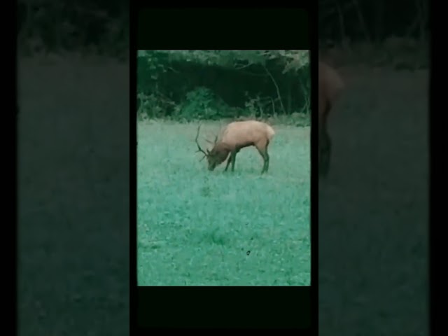 #thebuckstopshere #bucks #antlers #nature #naturelovers