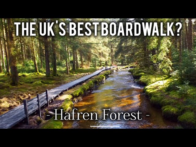 Hafren Forest - Uk's most beautiful boardwalk? A must visit! UK Hidden Gems.