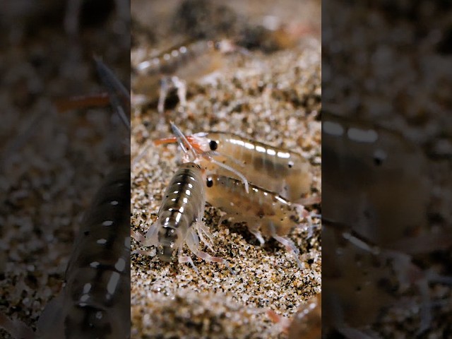 These Tiny, Acrobatic Crustaceans Come Alive as Night Falls | #DeepLook #Shorts