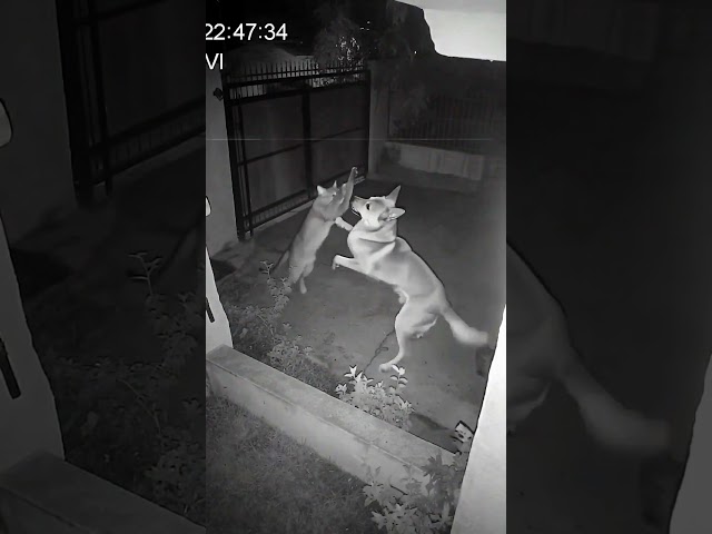 CCTV Footage: Fearless Cat Attacks Stray Dog in Front Yard 😳🐱🐶