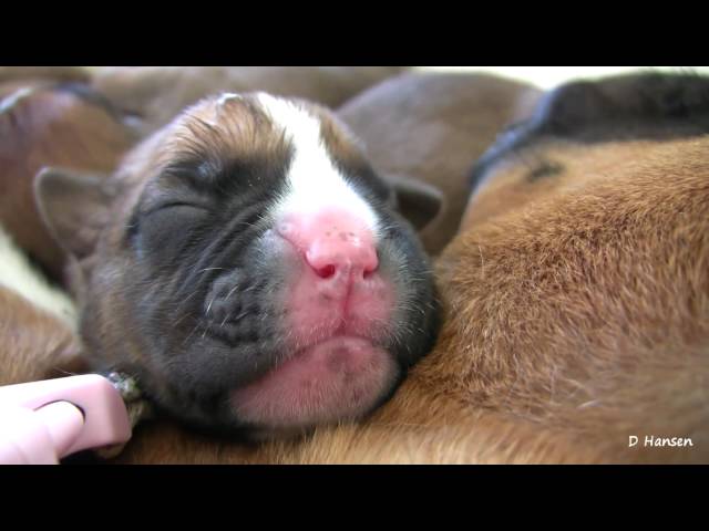 Boxer's Two-Day-Old Puppies (in HD)