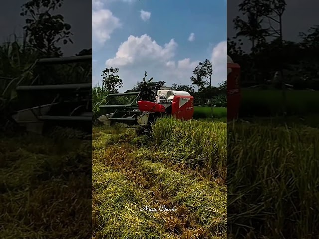 Kubota DC-35 Pro Memanen di Lahan Kering #shorts