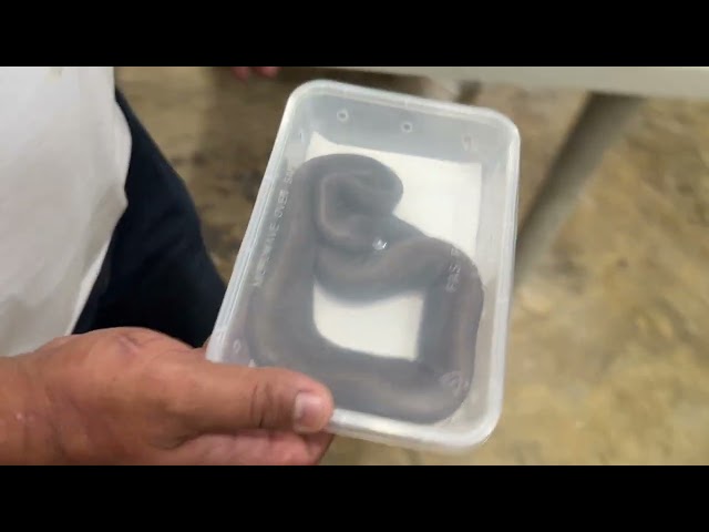Pixelated Ball Python, parang nasa Minecraft lang ang prints. 🤣