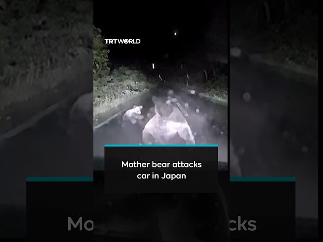 Dashcam footage of mother bear charging and attacking a car in northern Japan