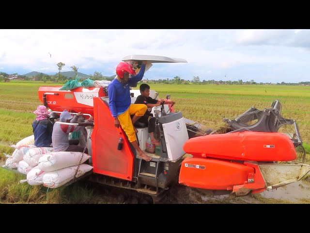 ANAK KECIL BELAJAR JADI OPERATOR KOMBI SAWAH KUBOTA DCX100