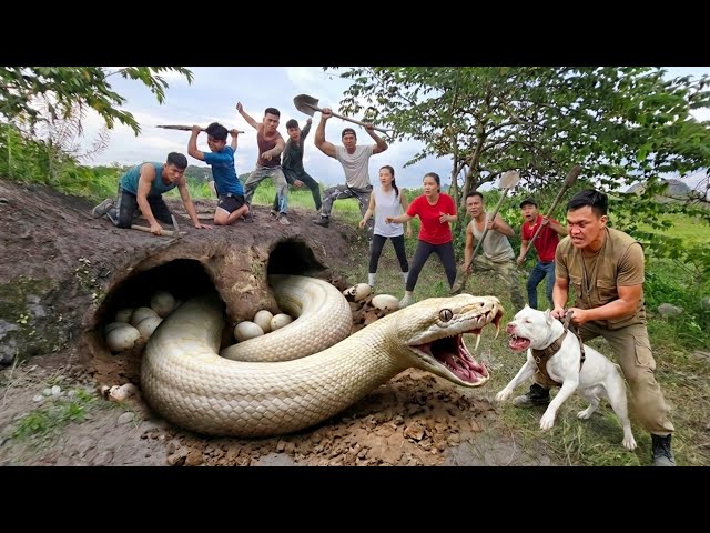 Expert Bravely Digs Up and Captures a Giant White Python
