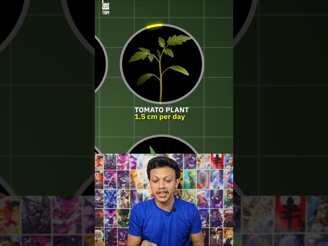 Plant Growth Speed Comparison ๐ฑ
