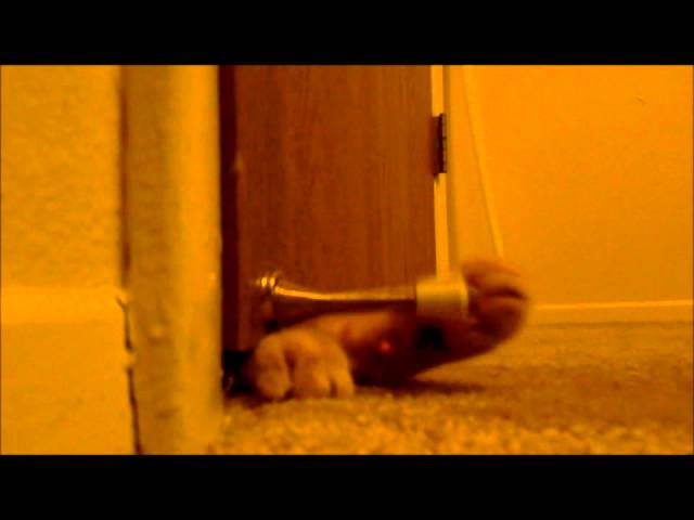 Cat Alarm Clock