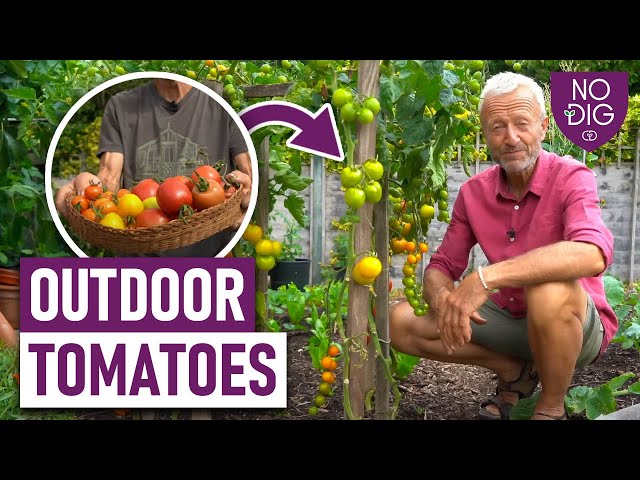 Garden Fresh Tomatoes, No Dig Required: Flourishing in Temperate Regions