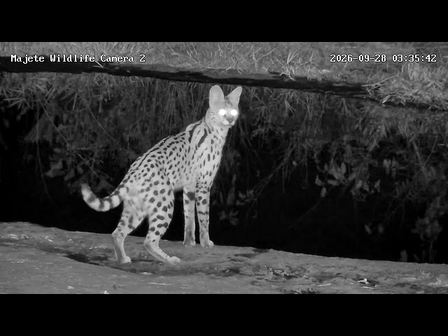 Beautiful Serval  Drinking      Majete Cam 2        09/28/2026