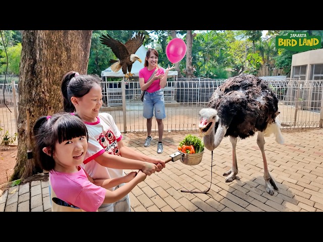 Kasih Makan Burung Unta dan Lihat Pertunjukan Burung Elang