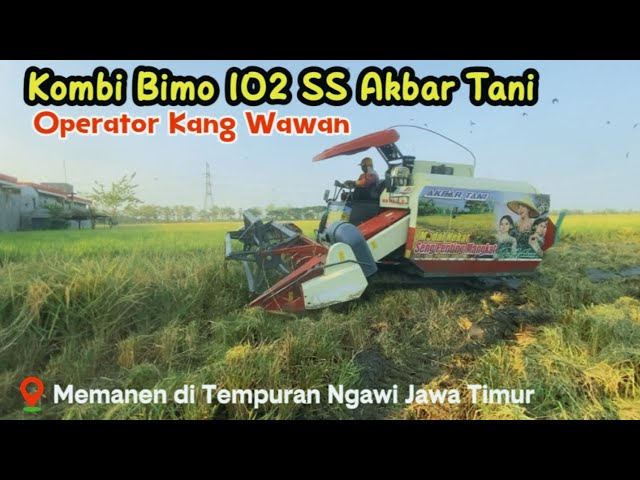 Bimo 1O2 SS Akbar Tani Combine Harvester Harvesting in Tempuran, Ngawi, East Java