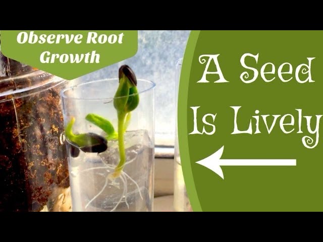 How a Seed Grows | Root Observation