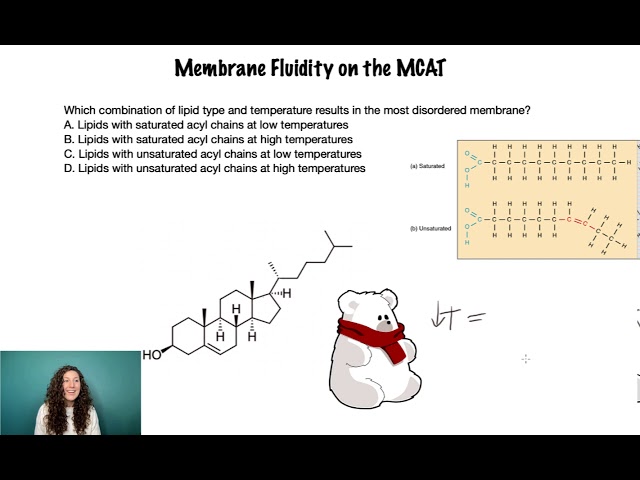 Membrane Fluidity (2A) on the MCAT