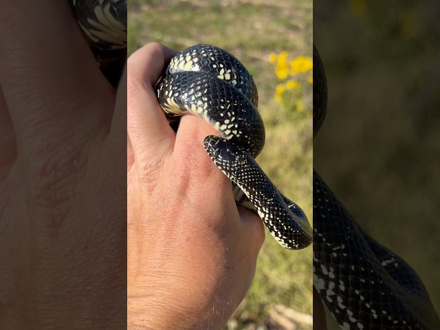 Looking for Snakes Under Tin in the Mountains! Black Kingsnake and more!