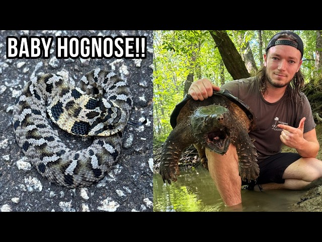 We Found a TINY Hognose Snake! Baby Snakes and Alligator Snapping Turtle Surveys!