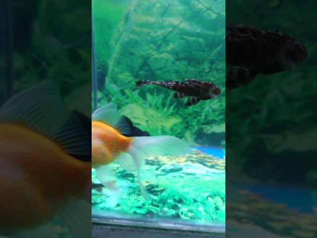 #aquariumfish #fishing #fancy #Aquarium Fishes #youtubeshorts #shorts #ytshort #fish