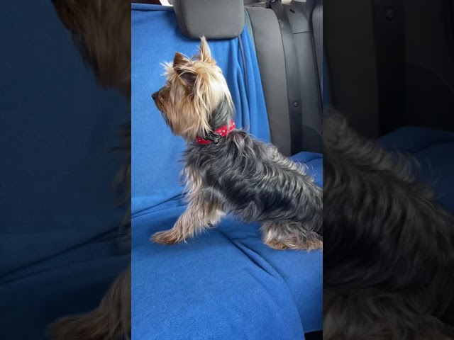 YORKSHIRE TERRIER completely ignoring human because he is waiting for other human who has chicken