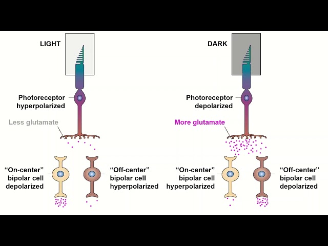 Receptive Fields and ON/OFF Center Bipolar Cells