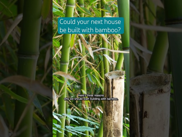 Here’s three reasons why we should start building with bamboo🎍