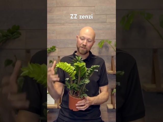 Zamioculcas zamifolia zenzi 🪴🤩 #plants #houseplants #zzplant #plants #indoorplants #plantlover