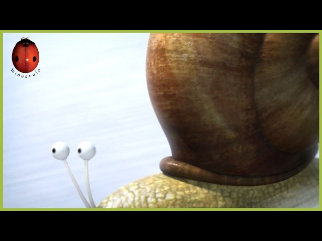 Black Slope For Gastropod Skiers | Minuscule