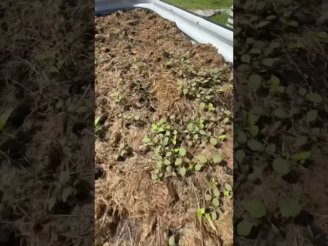 Before and after weeding Vego beds