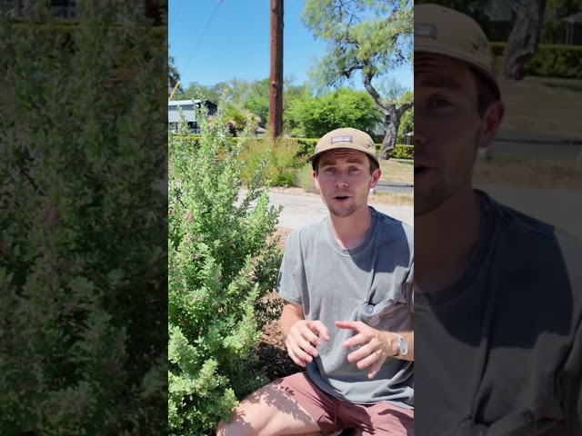 This Texas Native Shrub Knows When It’s About to Rain 🌧️