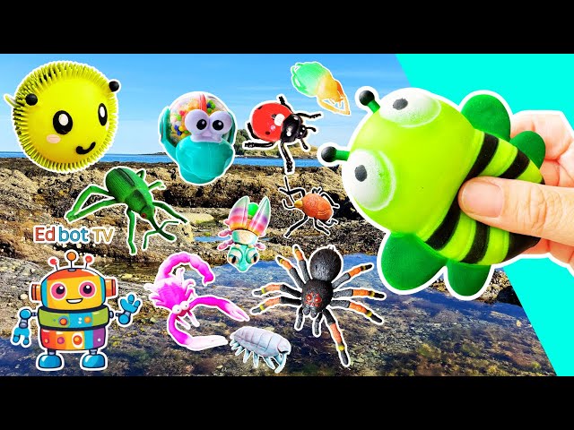 Bug Insect Names | Kids Learn by the Island: Scorpion Woodlouse Bee Ladybug Weevil Stink Bug