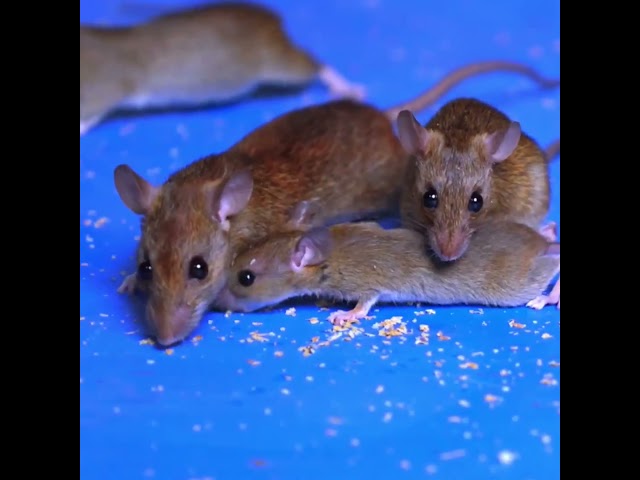 Cats Go CRAZY for REAL Mice Hunting Video 4K Cat to Watch!