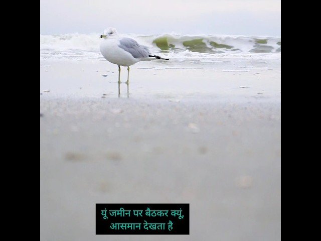 Motivational quotes#shorts#shortsfeed#motivationalspeech  #motivationalquotes#ytshorts