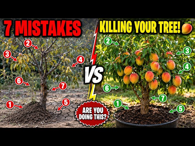 7 Peach Tree Mistakes That Are Killing Your Fruit Without You Knowing ( Here These Are )