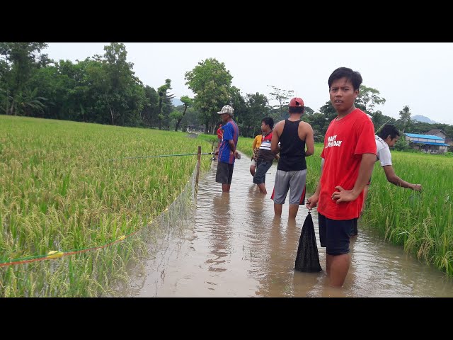 Fishing Nets in Rice Fields During Floods