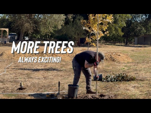We Planted More Trees… Now We Need Water