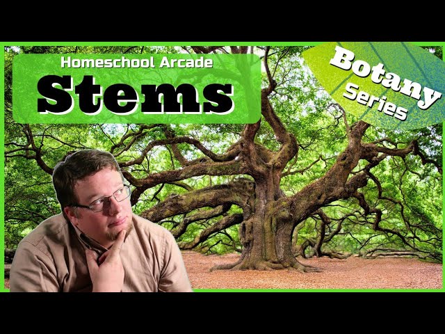 Stems | Functions, Anatomy, & Types of Stems