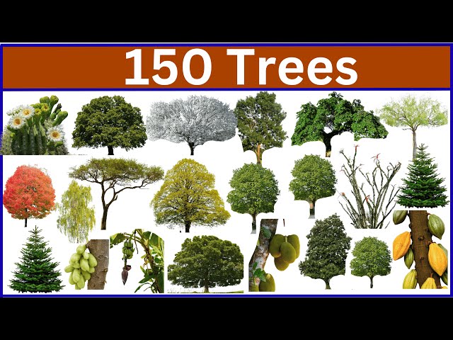 Types of Trees | Learn 150 Tree Names Through Beautiful Images