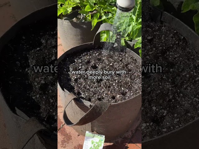 Peas Seed To Harvest In A Container!
