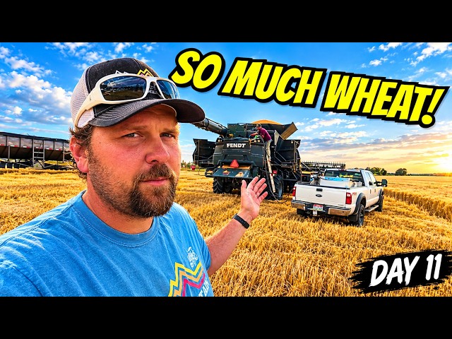 What Are We Going to Do With All This Wheat?