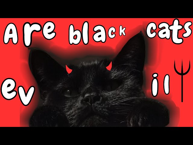Are Black Cats Evil? | A Taxidermy of Ghosts video essay