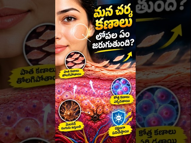 మన చర్మ కణాల లోపల ఏం జరుగుతుంది? 😱 | Skin Cells Mystery