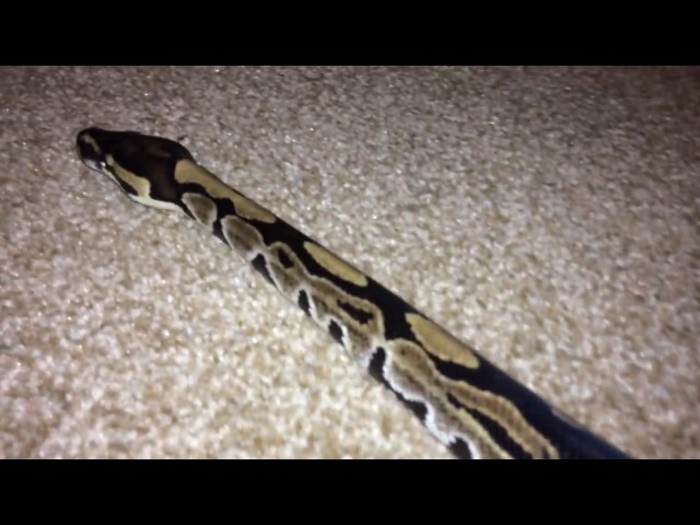 3D Snake on the move - Royal Phython