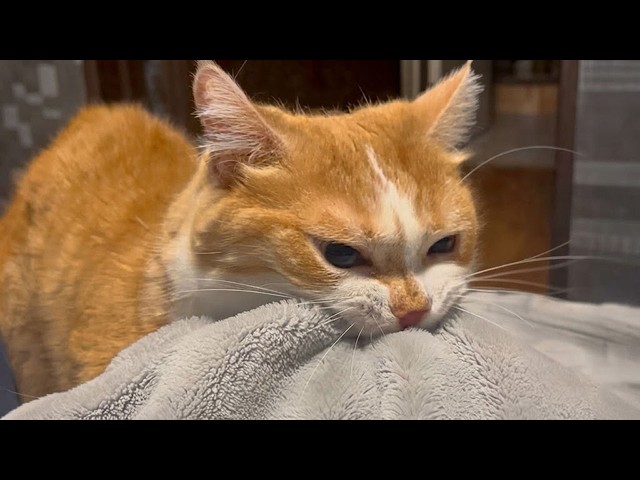 These Dramatic Cats Can’t Be Explained! 🤣 Best of Funny Cat Videos