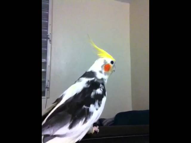 My Cockatiel Bird