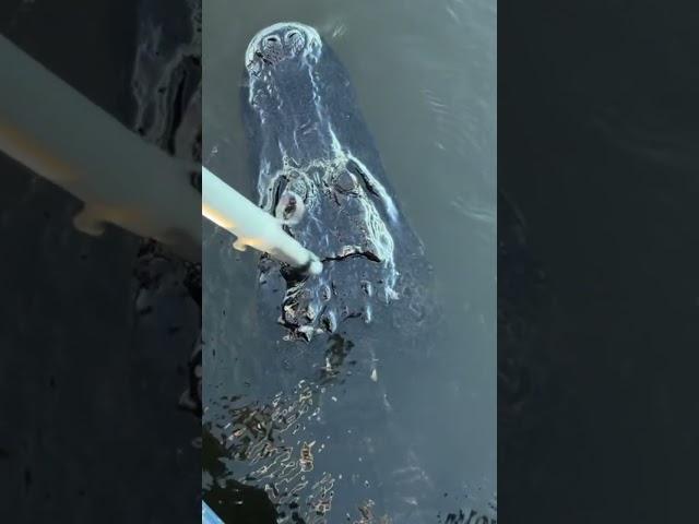 Alligator Eats Broccoli? No. #shorts #short #viral #youtubeshorts #youtube #viralvideo #youtube #fyp