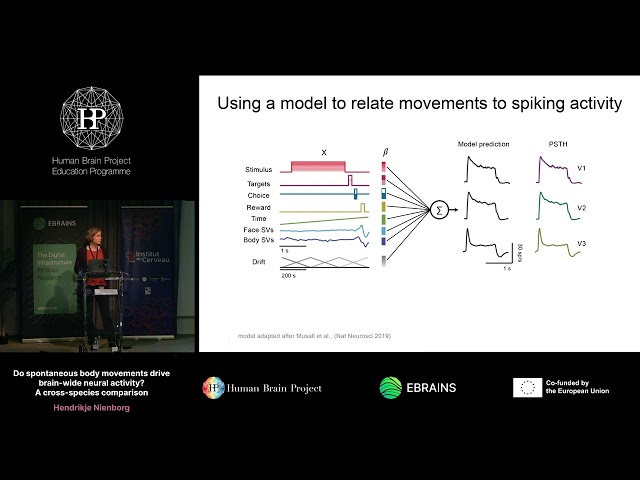 Hendrikje Nienborg - Do spontaneous body movements drive brain-wide neural activity? (...)